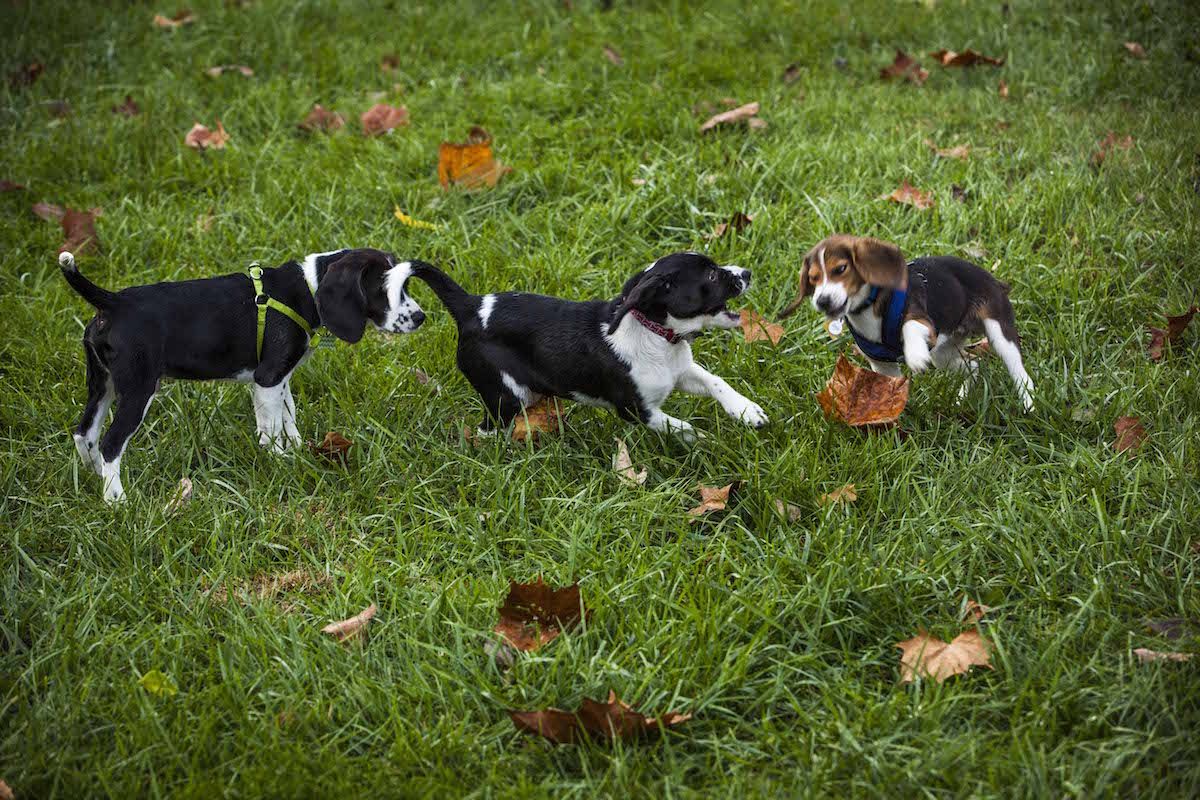 IVF Puppies