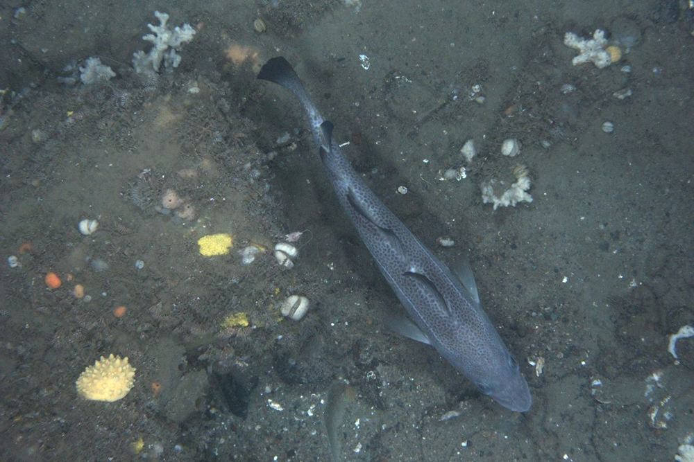 habcam, ocean habitat, marine life images