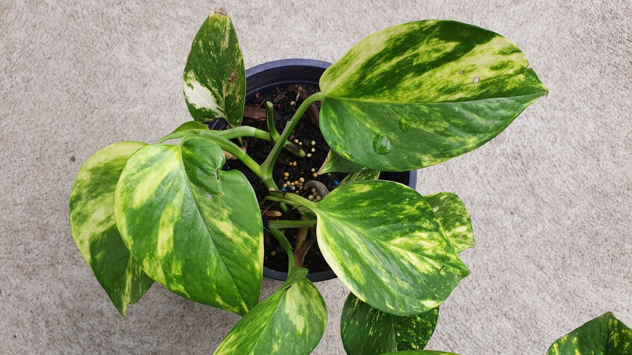 make your own pothos potting mix