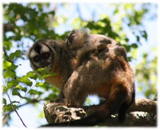 An owl monkey father and baby
