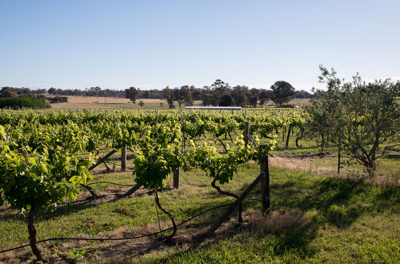 Clonakilla vineyards, Canberra, Australia