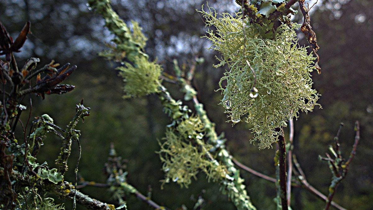 ウスネア地衣類とは何か：ウスネア地衣類は植物に害を与えるか