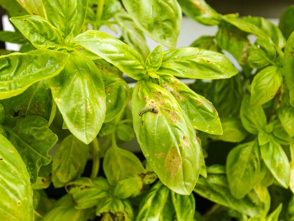 Yellowish Basil Leaves What Causes Basil Leaves To Turn Yellow