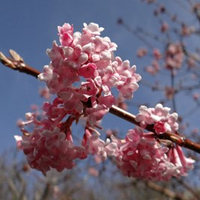 Viburnum bodnantense 'Charles Lamont' from Suttons