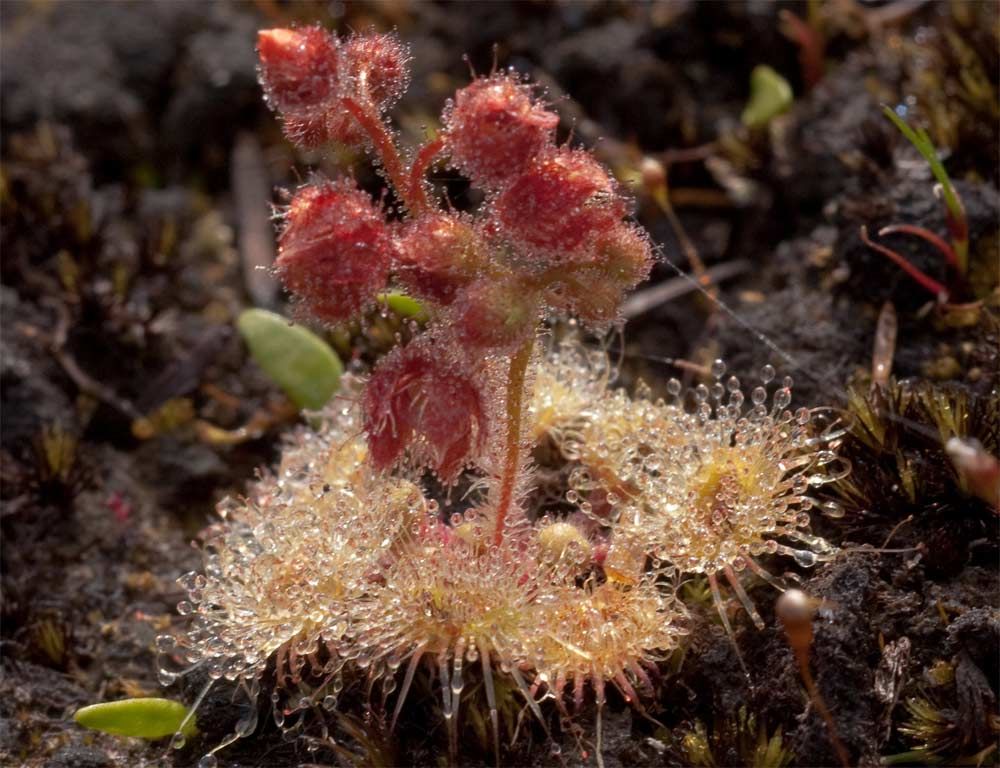 the carnivorous sundew plant growing on the foothills of Mt. Cameron, in northeastern Tasmania.