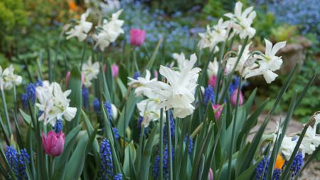 Spring flowers