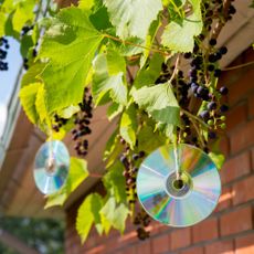 CDs hanging in garden as reflective bird deterrent