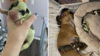 green puppy born in litter of eight in Canada