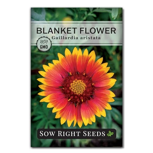 Sow Right Seeds - Blanket Flower Seeds for Planting - Non-Gmo Heirloom Seeds Packet With Instructions to Plant Your Garden - Perennial Indian Gaillardia - Grow Native Gardens, Add a Color Bonanza (1)