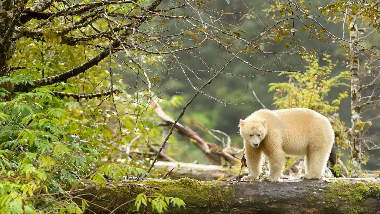 Spirit Bear