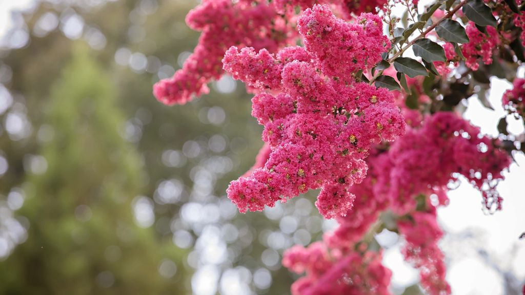 Pink crape myrtle flowers