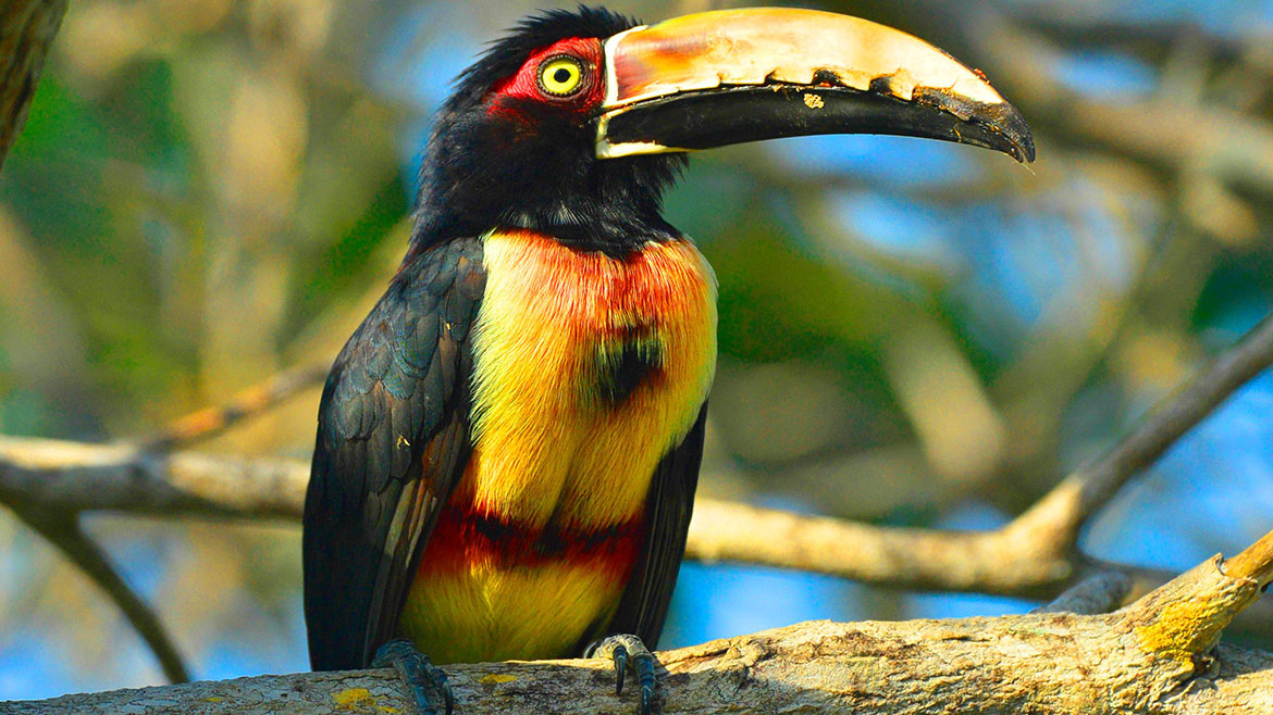 A toucan sitting on a branch