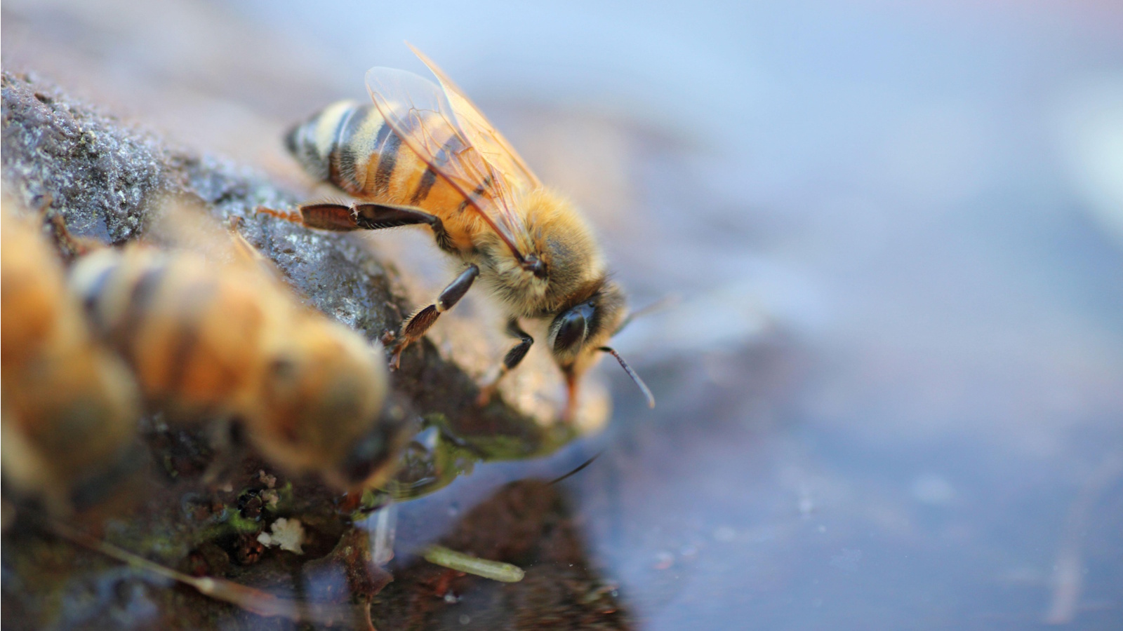 How to make a bee drinking station