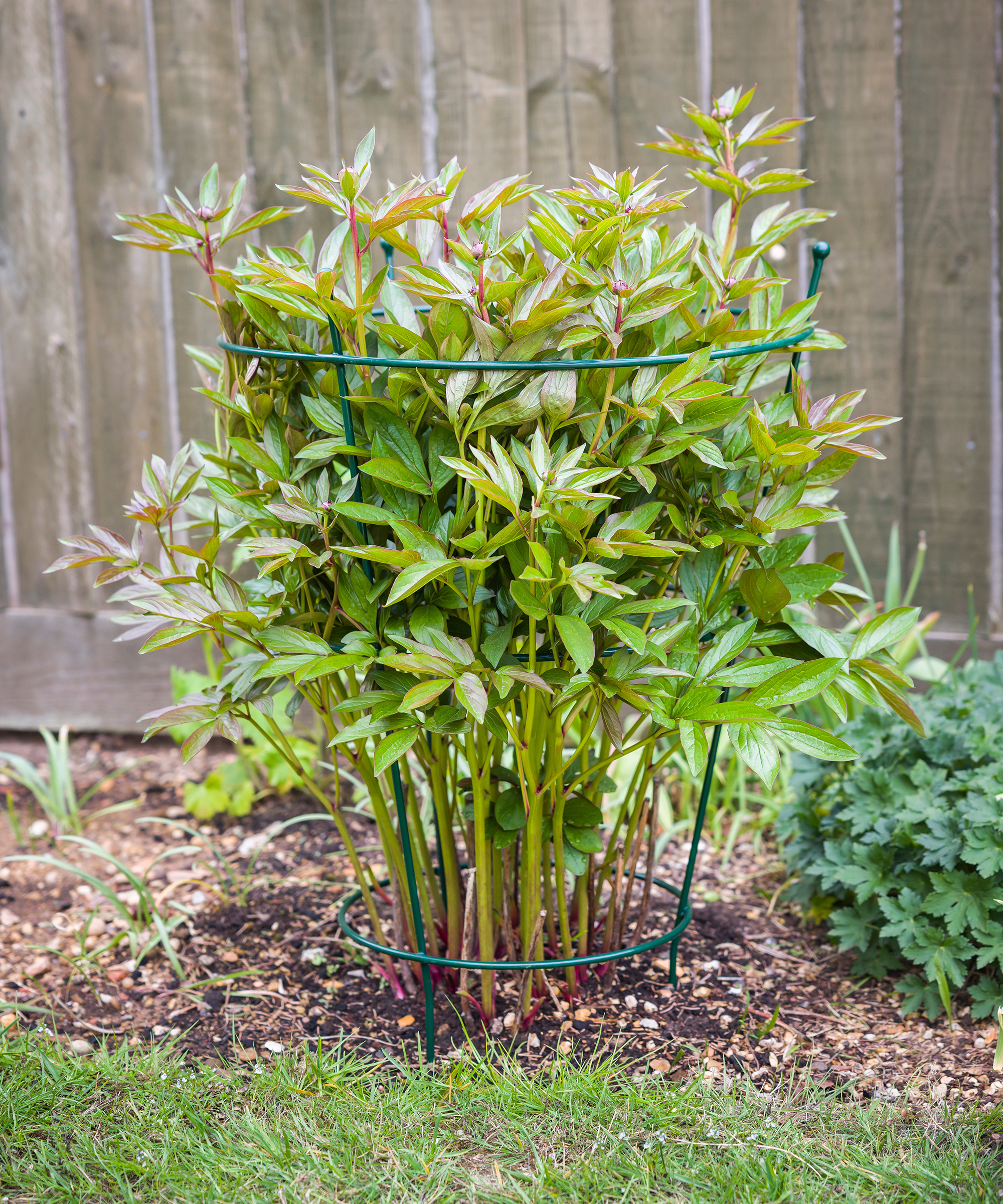 Peony growing through peony cage