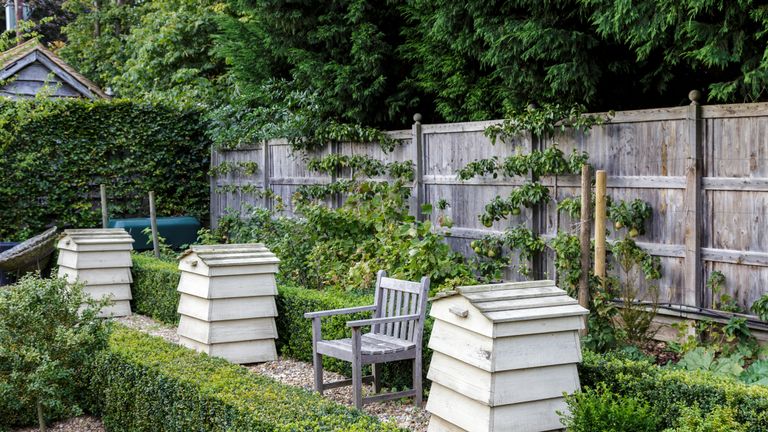 Garden fence ideas featuring wooden fencing with esplanade fruit trees and wooden painted beehives in front.