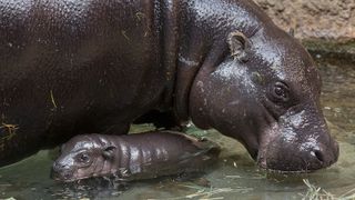 A coating of "blood sweat" protects the hippos' skin from drying out.