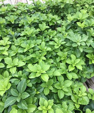 Japanese spurge ground cover plant, also known as Japanese pachysandra