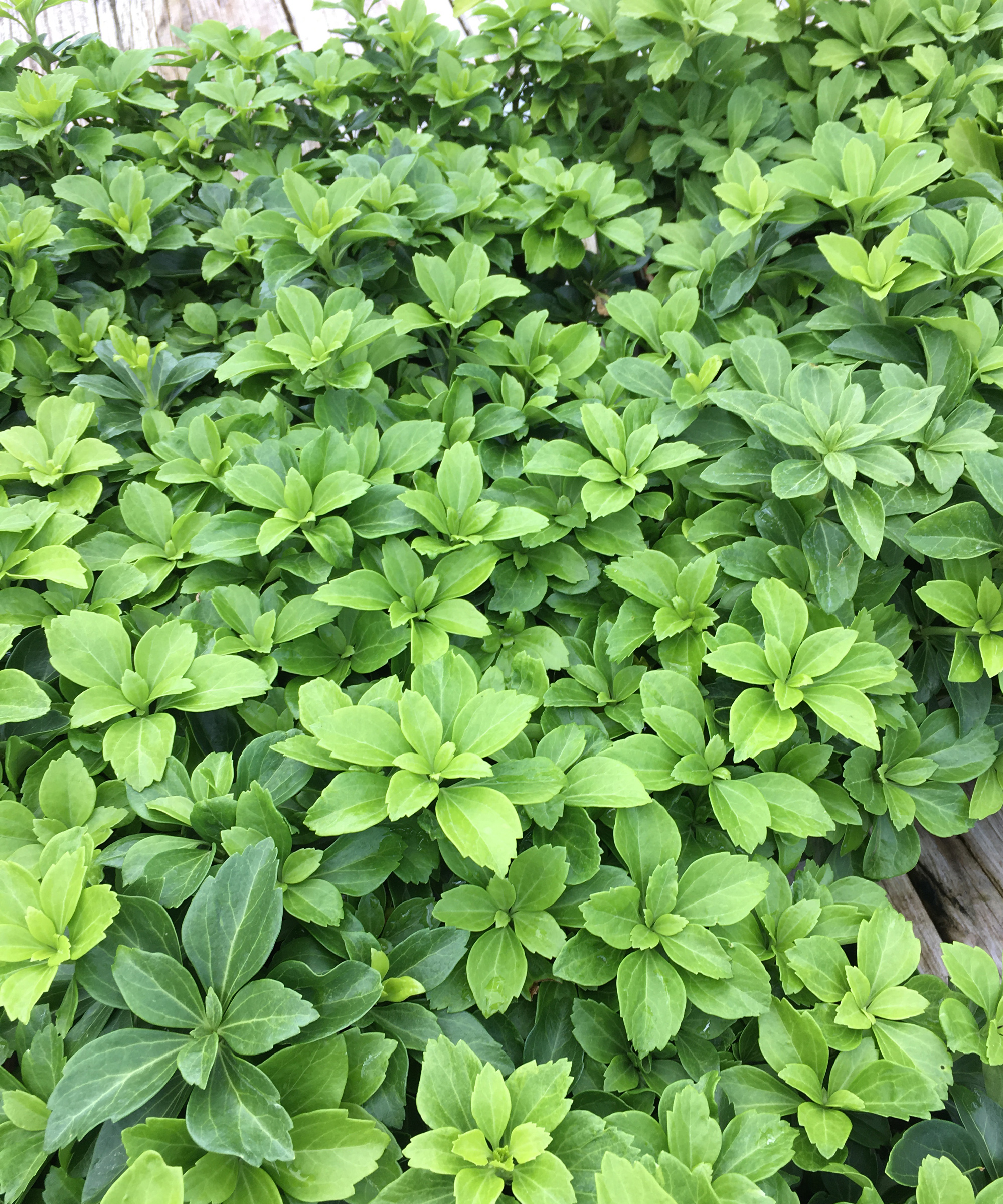 Japanese spurge ground cover plant, also known as Japanese pachysandra