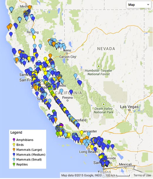 New Roadkill Map Finds California 'Ring of Death' Live Science