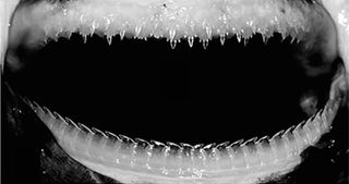 lanternshark teeth