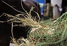 hay-net.jpg