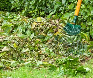 Raking up beech trimming after cutting a hedge