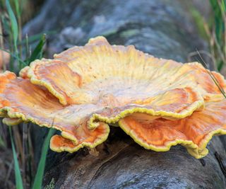 chicken of the woods mushrooms growing on a log