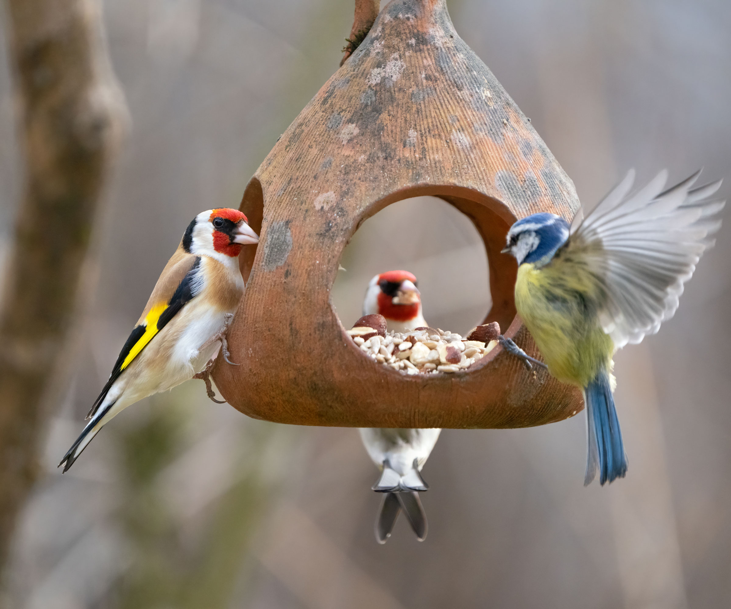 pretty garden birds on bird feeder filled with seeds