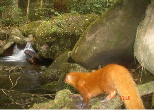 This picture was taken during a camera-trap workshop for local wildlife rangers in Indonesia. The photo shows a redheaded example of the normally brown collared mongoose.