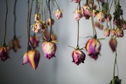 Dried rose buds and dried rose petals used in study