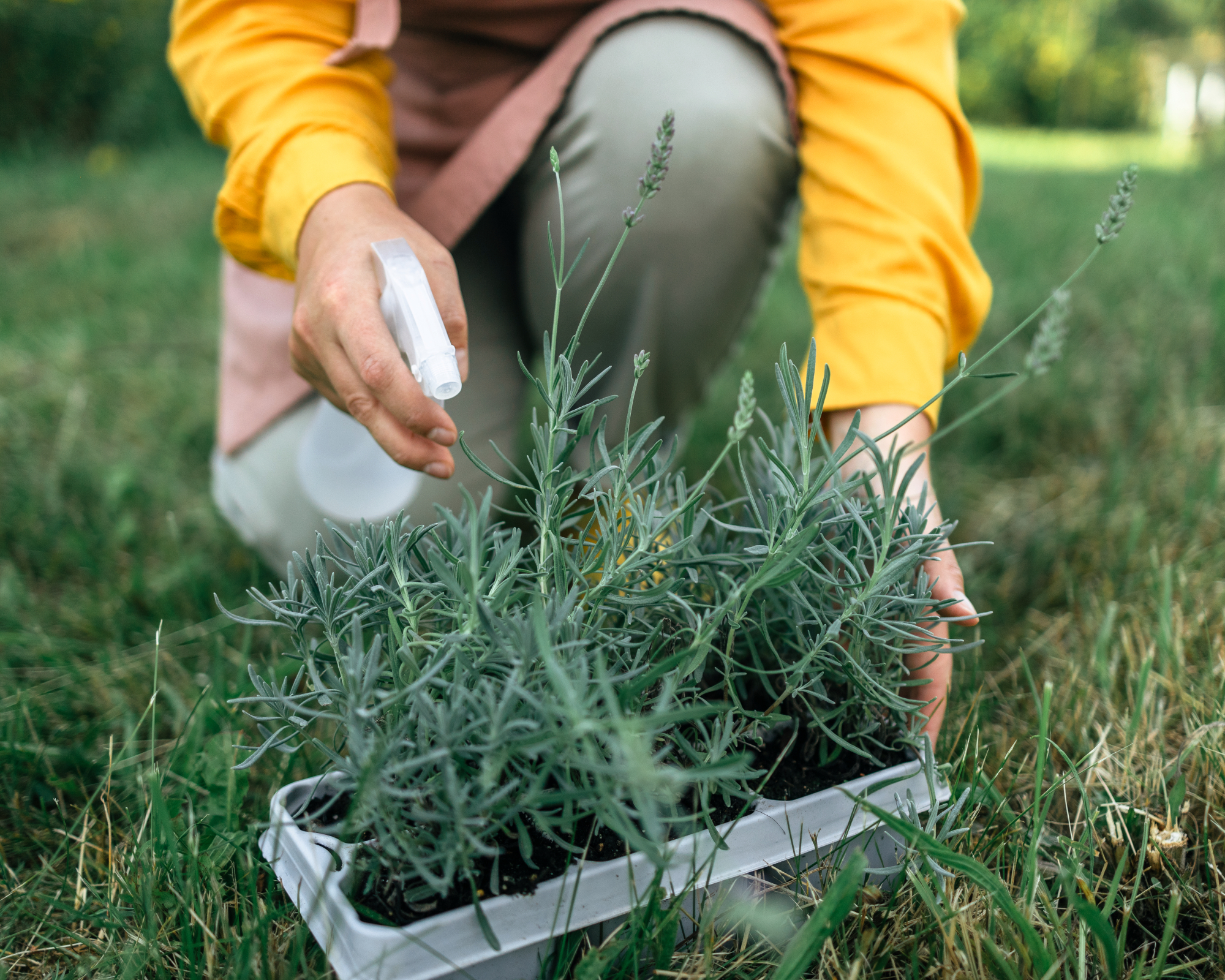 Person spraying lavender cuttings with water