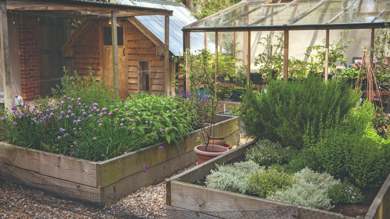 A vegetable garden with borders and a greenhouse