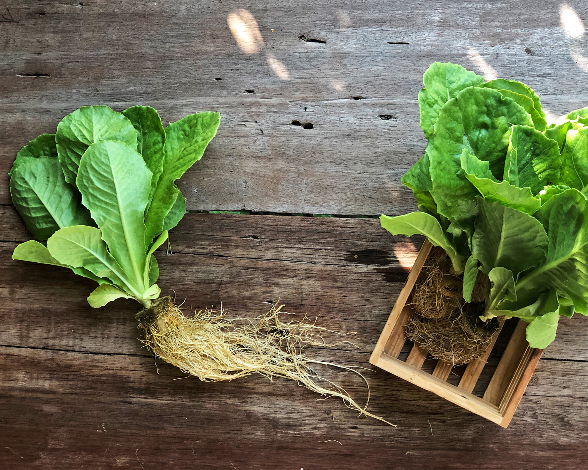 Freshly harvested hydroponic lettuce