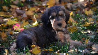 Bernedoodle puppy lying in amongst fall leaves