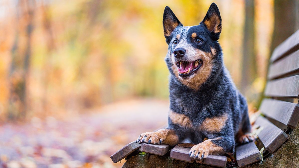 Australian Cattle Dog on bench