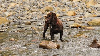 Boykin spaniel