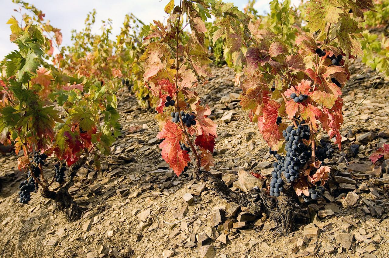 Vall-Llach-winery-priorat-Carignan-grape