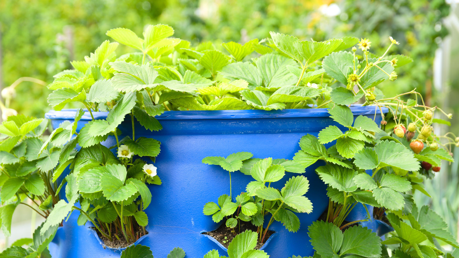 strawberry plant with no fruit