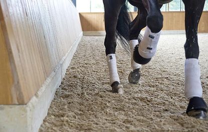 close up of hooves, legs and surface. the kick board in concrete to protect the wood