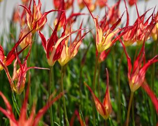 The striking and spindly red and yellow flowers of the species tulip Tulipa acuminata