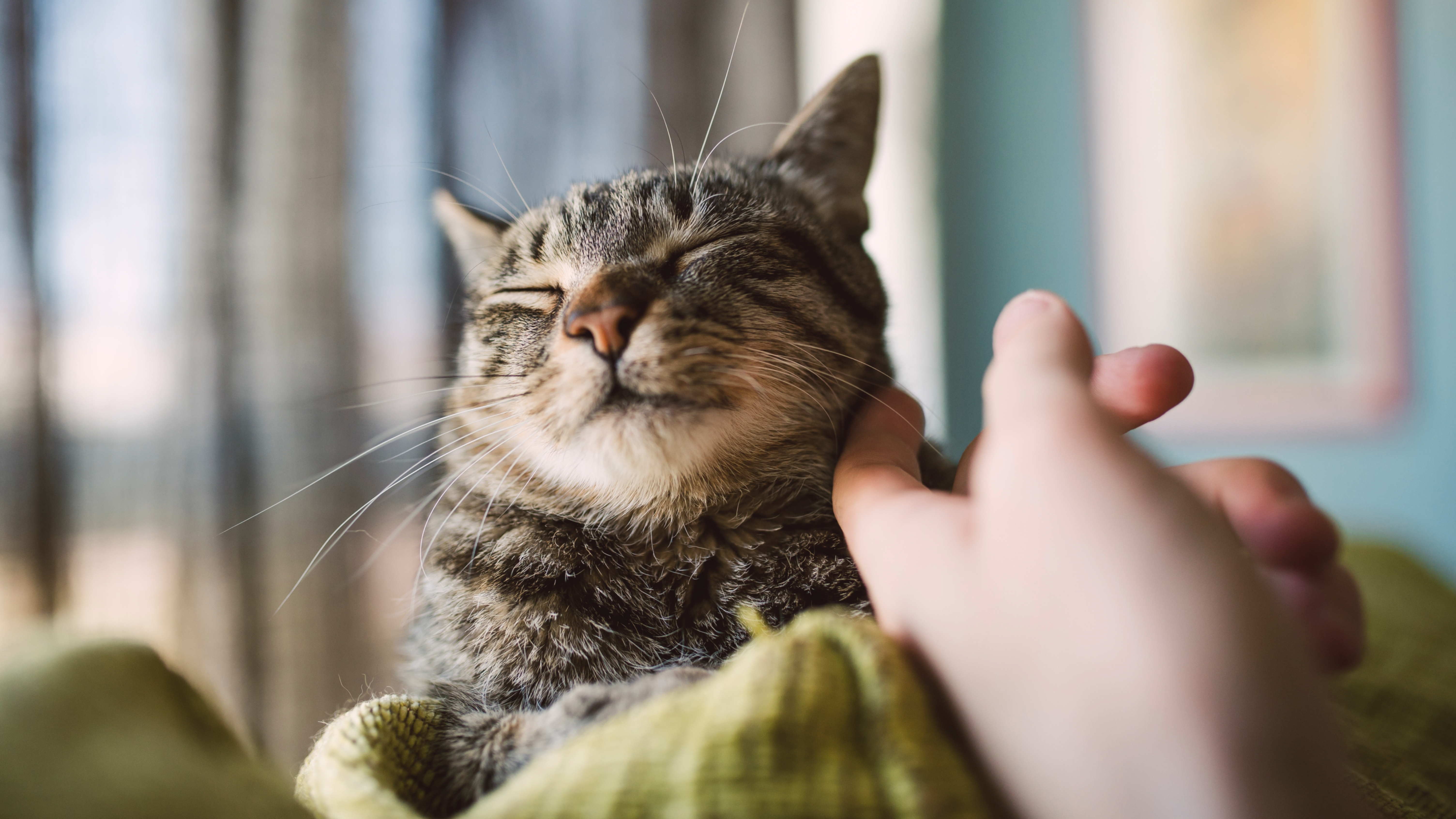 Person's hand petting tabby cat
