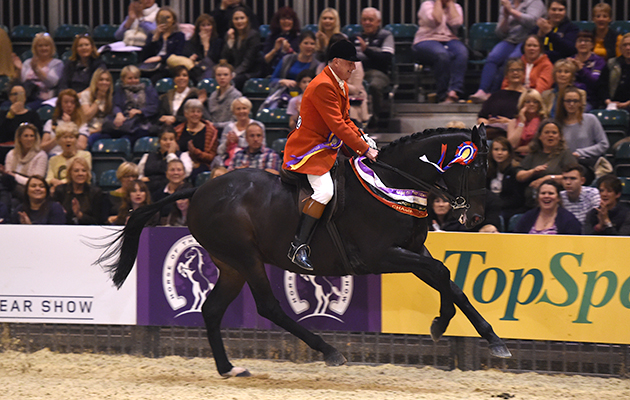 Allister Hood riding JACK THE GIANT owned by The Jackpots, Champion in the Race Horse to Riding Horse of the Year Championship during HOYS in the NEC in Warwickshire in the UK on 8th October 2016