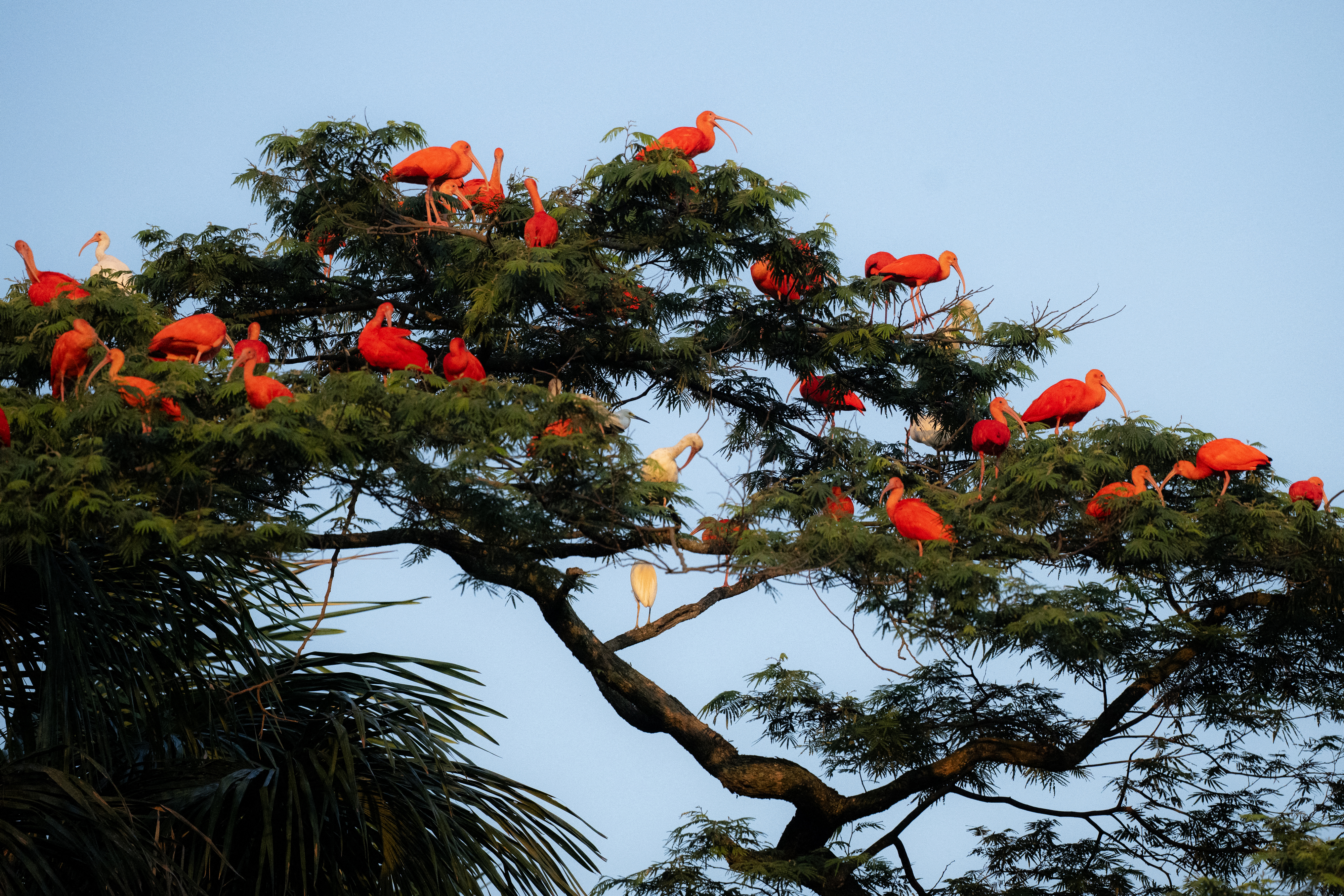 Brightly coloured birds