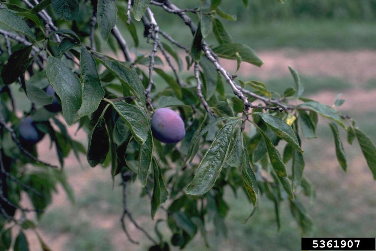 Prune Tree