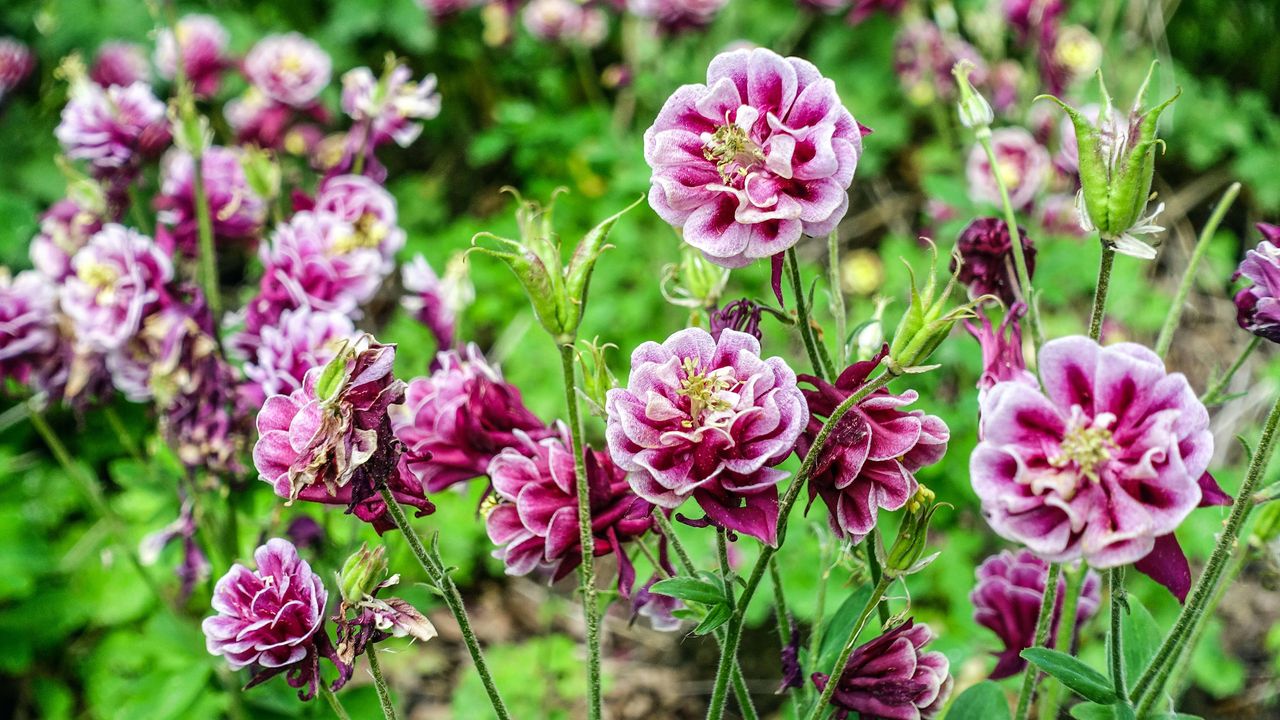 columbine, Aquilegia vulgaris &quot; Double Winky red and white &quot;