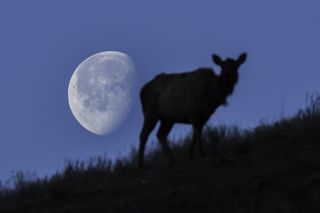 A elk pauses in front of the full moon at Mammoth Hot Springs in Yellowstone National Park.
