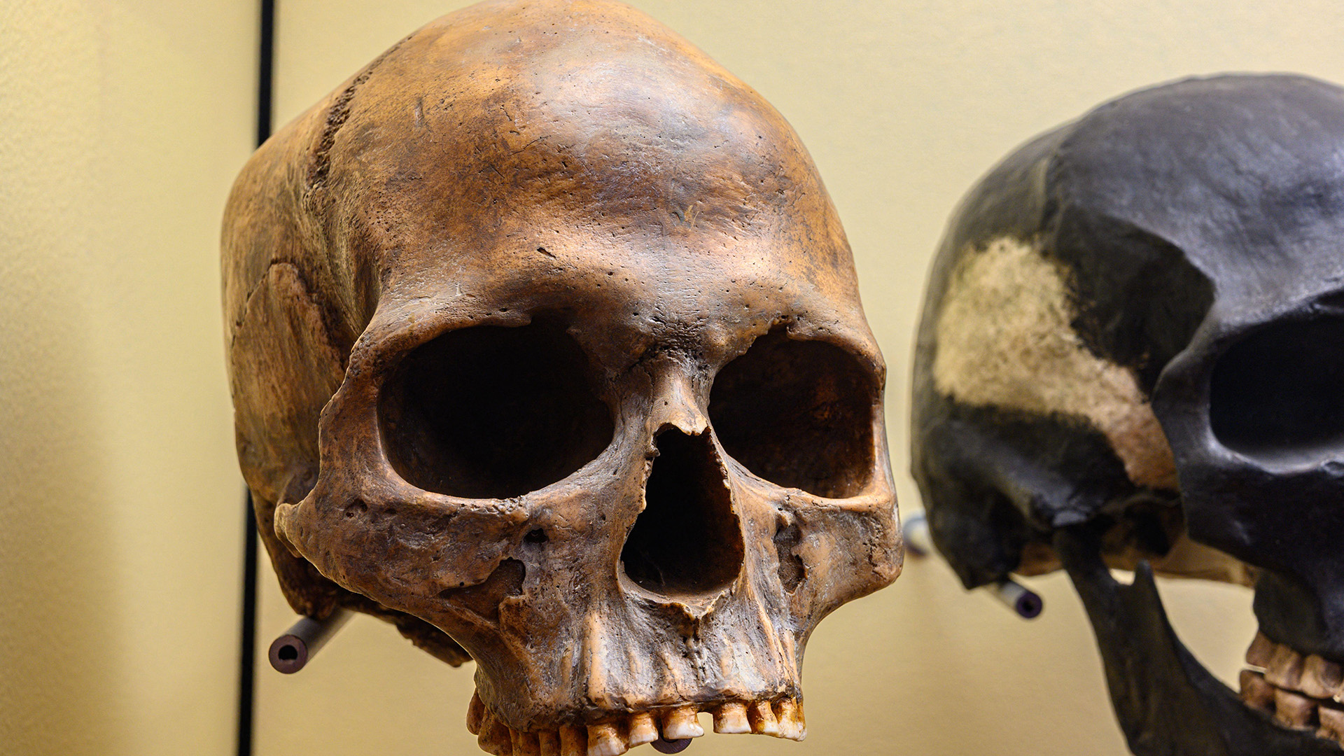 A close up of a brown skull hung on a wall, with a brown and gold skull next to it.