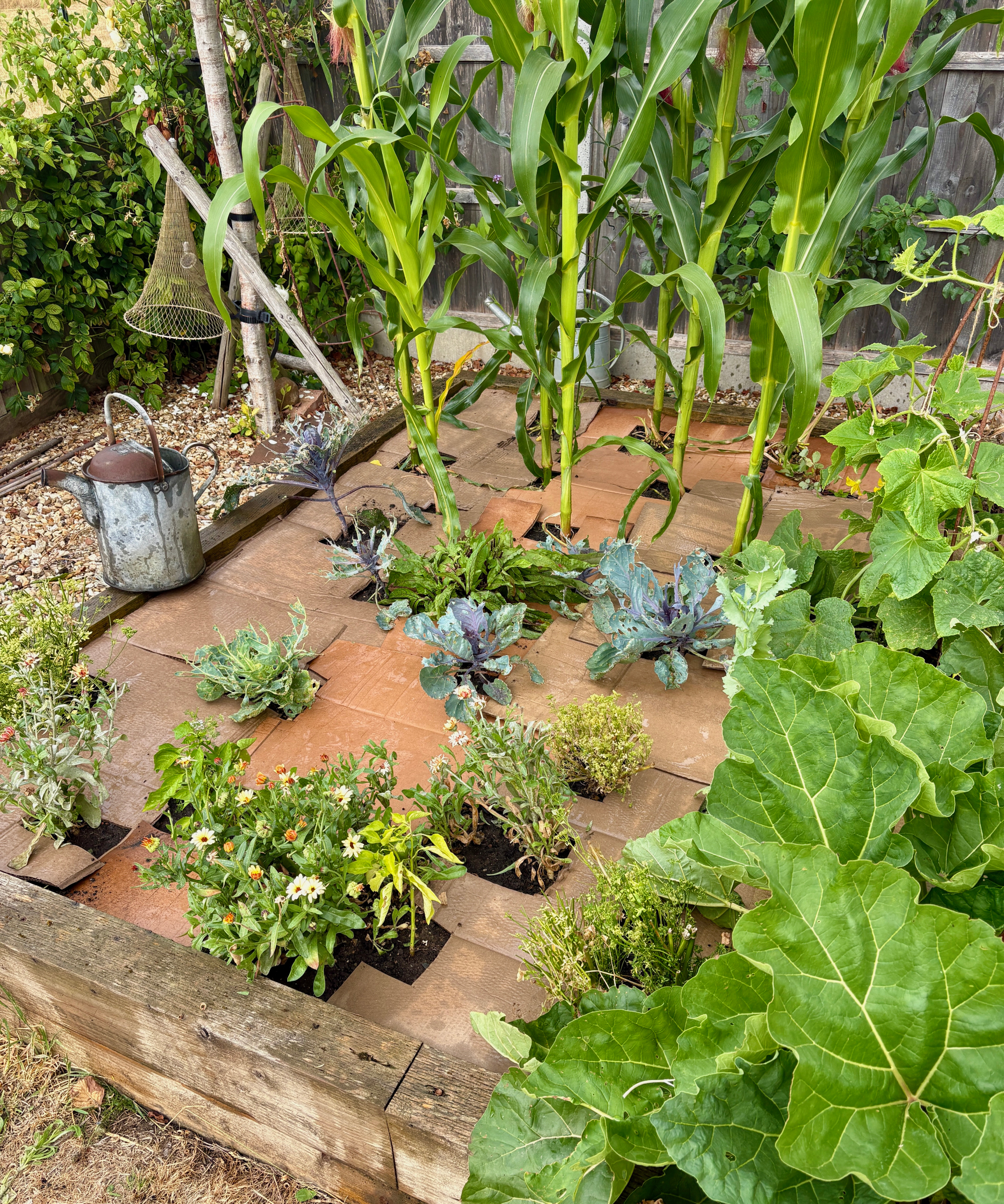 Recycled cardboard used to mulch a raised bed