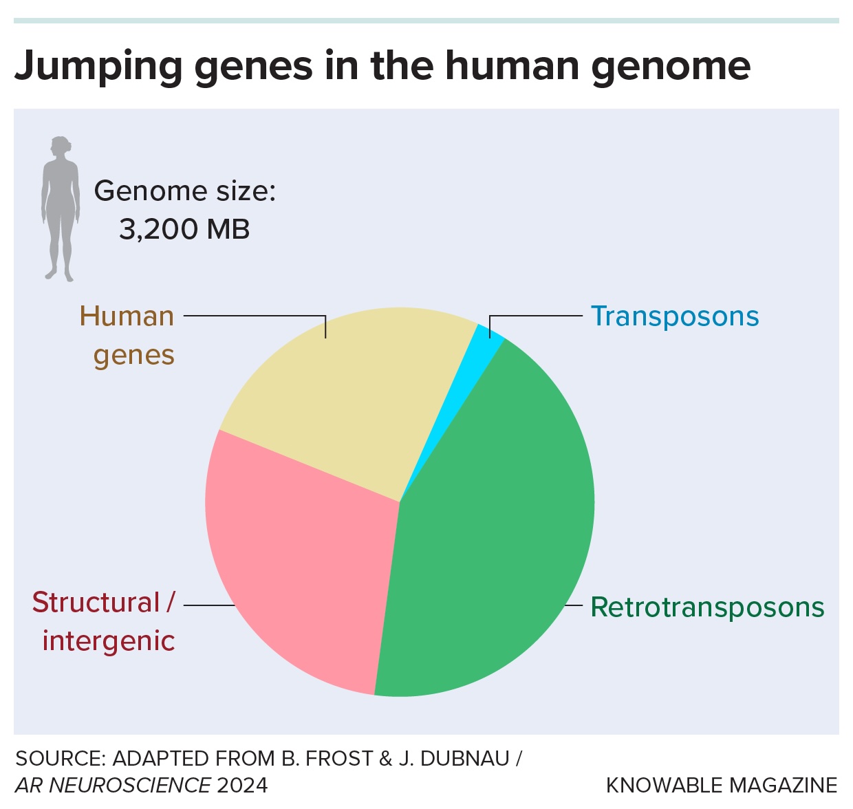 a pie chart showing the different types of jumping genes in the human genome
