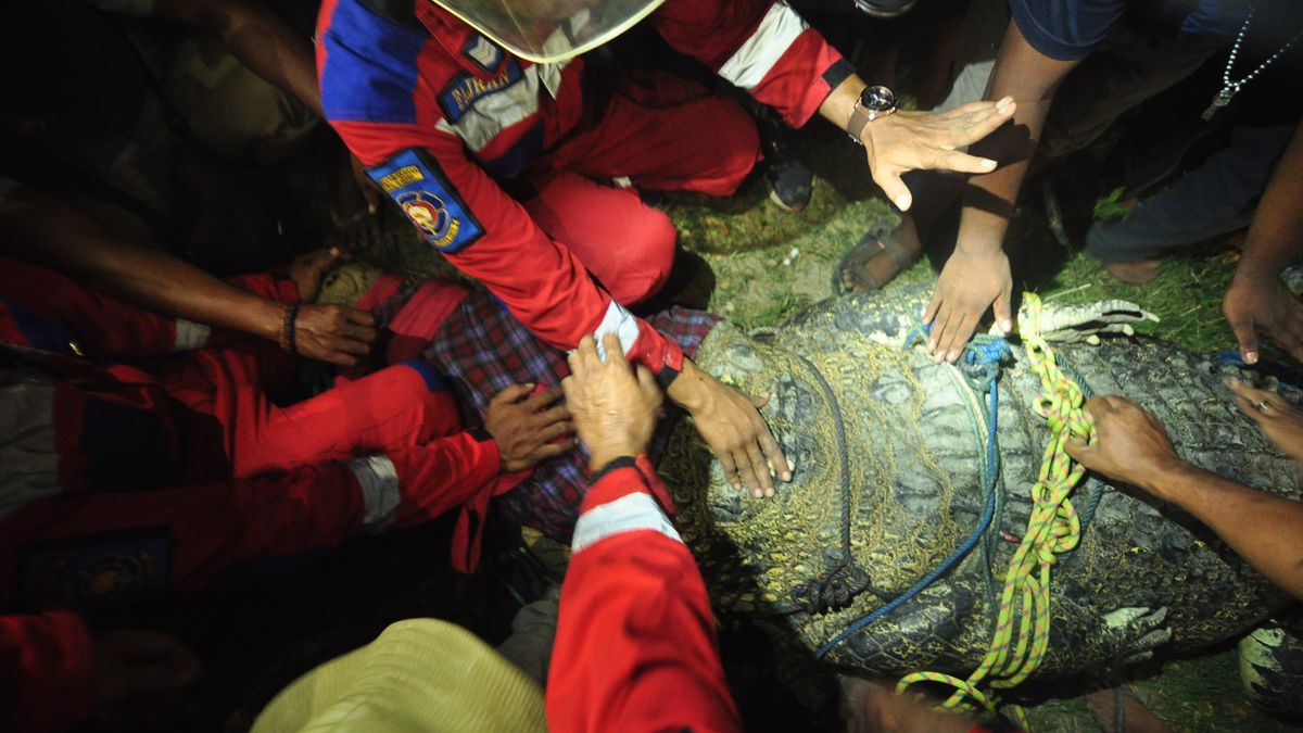 Indonesian crocodile finally freed from motorbike tire stuck around its